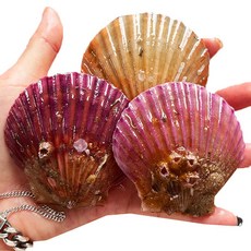 신지직송 제철 홍가리비, 1개, 3kg