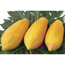 野菜部屋 R11 台農二號木瓜種子 10公克 早生 株形短 果重約1公斤, 1包