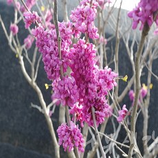 충주원예조경 / 박태기나무 / 80cm / 개화주, 1개, 박태기