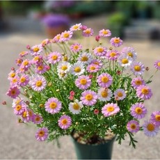 안녕두구동 목마가렛 풍성한꽃 분홍 (화분받침+비료), 1개, 분홍+빨강