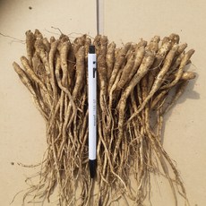 슈퍼 백도라지모종 종근 100개 (작은사이즈 소), 0