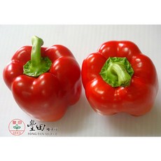 【野菜部屋~】M16 彩虹甜椒種子 5公克, 1包