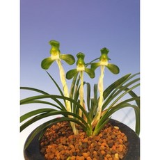 한국춘란 난초 무명 소심 난초 / 팜구, 1개