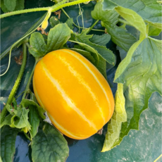 준이농장 아삭 달콤 성주참외, 1박스, 1kg