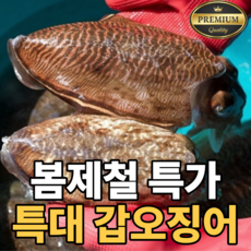 [봄제철특가] 특대사이즈 선별 생물 갑오징어, 1개, 1kg(특대2~4미)