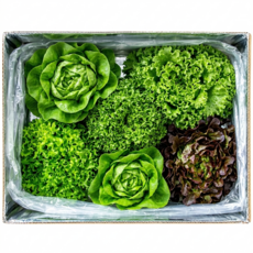 자연한입 무농약 유러피안 샐러드 모둠 쌈채소, 1kg, 1개