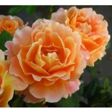 Manyo萬葉 波浪瓣平開型 橘黃色四季開花 優美波浪花型 點綴您的居家空間, 1個