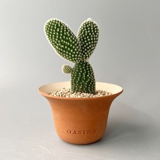 미니 백도선 선인장 - 귀여운 토끼귀 토끼선인장, 오아지앙 포피팟 완성분 (분청/산백 색상), 1개