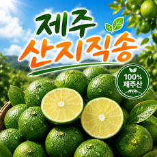 [당일수량60박스] 제주 청귤 풋귤 햇귤, 1박스, 5kg