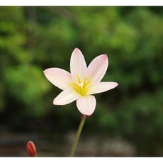 花樣渼栽 風雨蘭盆栽 夕陽橘條紋, 1個, 開花球莖(裸根)