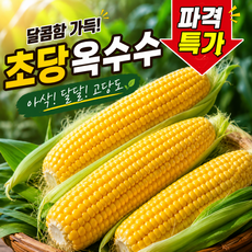 [마지막 특가] 산지 직송 2026년 햇 초당 옥수수 국산 초당옥수수 고당도, 1박스, 특품 (10개)