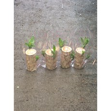 행운목 4개입 드라세나 맛상게아나 관엽 음지식물 수경재배 실내공기정화 대성식물, 1개, 행운목4개입