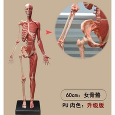 미술 드로잉 해부학 미니어처 인체 모형 피규어, K. 60cm 여성 골격 PU 살색