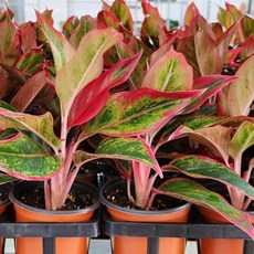 원플원 2개발송 아글레오네마 오로라 식물 인테리어 소품 공기정화 에이피플랜츠, 1개, 기본