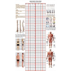 체형 분석 롤스크린 분석표 측정 격자 스크린 분석판