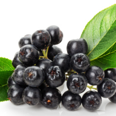 아로니아 생과/냉동 국산 프리미엄, 1개, 1kg (꼭지제거)