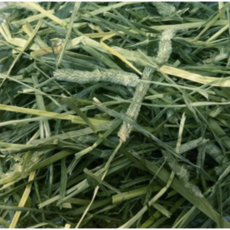 [W.RUGH_미국산] 티모시_wafer cut, 1개, 1kg