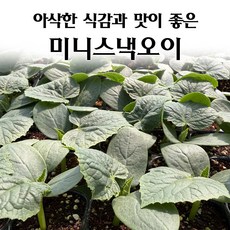 [모종심는아빠] 아삭한 식감과 맛이 좋은 미니스낵오이 모종, 3개