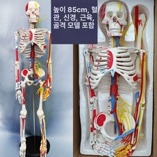 전신 뼈모형 해골 뼈구조 골격 인체 표본 두개골 모델 해부학, 1개