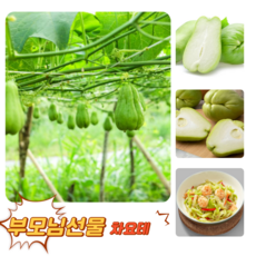 [굿피플] 차요태 차요테 차요태야채 국산창테차요태, 1박스, 차요태 1kg 혼합과 (2-5과)