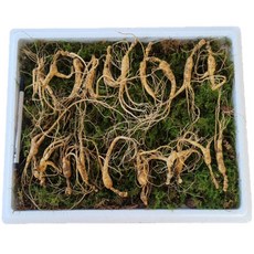 먹산삼 강원도 파지삼 10~11년근 산삼 장뇌삼, 1개, 10뿌리, 50g