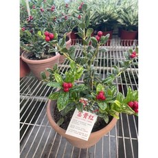 霏霏園藝 富貴紅 吉祥樹盆栽, 1個