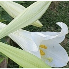 토종 흰백합 구근 흰꽃향기 내한성강한 정원용 구근 다섯개묶음 PM005
