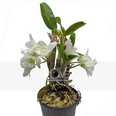 꽃사랑식물나라 포켓러브석곡 덴드로비움 하얀 꽃 반려 식물 인테리어 화분 선물, 1개