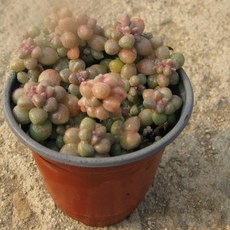 (쏘어링팜) [다육] 멘도사 9cm 다육 소품, 1개, 상세페이지 참조