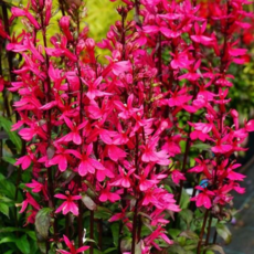 다년초사랑농원 숙근 로벨리아 진핑크 (2포트묶음) [숫잔대 노지월동 다년초 꽃모종 여름꽃 가을꽃], 2개