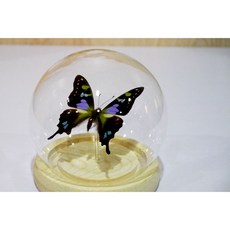 蟲新發現 蝴蝶標本A1 玻璃罩組，精美玻璃罩，A1等級蝴蝶，居家裝飾，自然藝術品, 1個