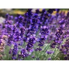 英國 ND Spike Lavender 薰衣草精油 原裝罐1KG, 1個