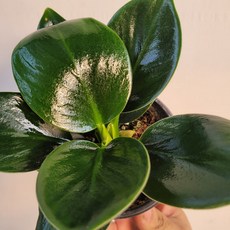 무배특가 무배특가 콩고 미니콩고 큰잎 대엽콩고 소품 10-25cm 59, 1개