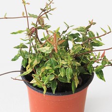마이플랜트 미니 마삭줄 3종 관엽식물, 좀마삭, 1개