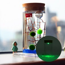마리모 키우기 LED 유리병 6.5x12.5cm DIY키트