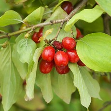 산수유 나무 묘목 실생2년생 유실수 조경수, 산수유 상묘 1주