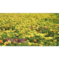 萬壽菊混合色種子~1公斤裝~景觀花卉, 1包