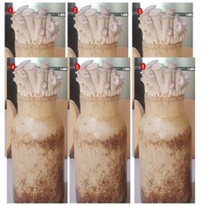 느타리버섯 배지 키트 종균키트 어린이집 유치원 현장실습 느타리버섯 6묶음 가정에서버섯키우기