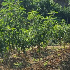 텃밭 식물 고정 지지대 80cm