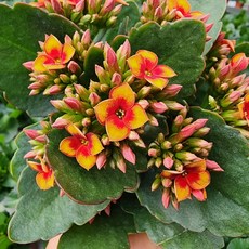 [무지개꽃/ 색상선택] 카랑코에 (홑꽃), 1개, 04. 주황 투톤 (노보)