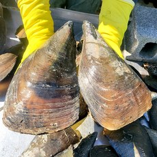 국내산 키조개 관자 200g 신선 해산물 건강본연, 1개