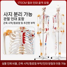 인체뼈모형 해부학 교육용 전신골격모형 가동 근육표시 인체모형교구 실 170cm 근육 인대 척추 굴곡, 1개