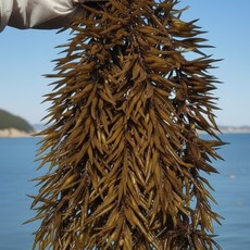 당일채취 생 톳 완도직송 당일발송, 1박스, 2kg