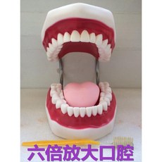 六倍放大牙齒模型 口腔清潔保健教學練習 兒童刷牙模型 醫學教具, 1個, 六倍放大(有舌頭)牙齒ARFS