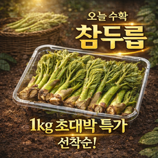 [초특가] 국산 자연산 참두릅 산지직송, 1개, 500g