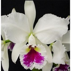 [신라난농원]카틀레야원종.라비아타 세미알바.예쁜흰색의붉은립프색.꽃모양예쁨.꽃모양큰편.아주좋은향.필독뒷사진참고., 1개