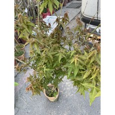 霏霏園藝 日本楓葉清風 120-150公分 庭院造景