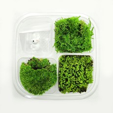 모듬이끼 소량 테라리움 만들기 키트 피규어 포함 4종 세트, 털깃털이끼, 털깃털이끼, 비단이끼, 1개