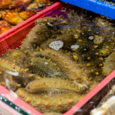 국내산 통영 활 해삼 500g 2-6미 내외, 1