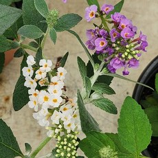 유담정원 농장직송 붓들레아 하양+보라 2종 여름 꽃 모종 썸머라일락 노지월동 식물, 2개, 붓들레아(하양+보라)